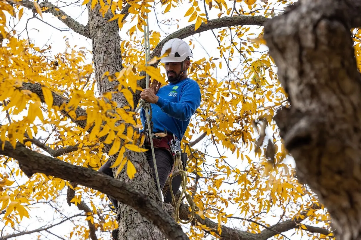Skilled Tree Pruning crew working in Smithville